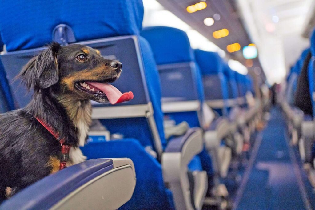 DOG IN AIRPLANE